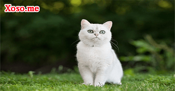 Điềm báo với giấc mơ thấy con mèo trắng