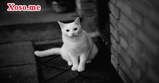 Mơ thấy mèo trắng