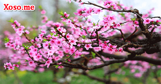 Giải mã giấc mơ thấy hoa đào nở rộ