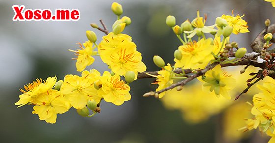 Giải mã giấc mơ thấy hoa mai