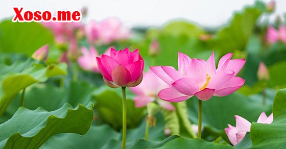 Giải mã nằm mơ thấy hoa sen