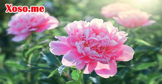 Chiêm bao thấy hoa điềm báo gì?