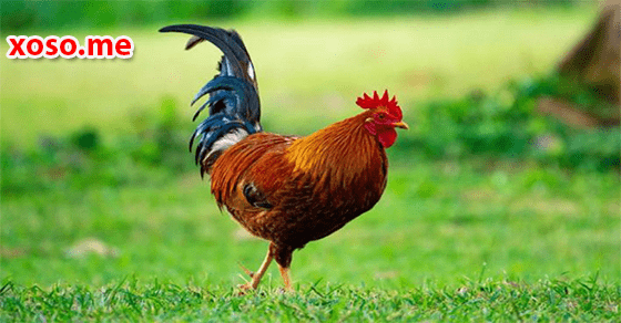 Điềm báo thăng quan, tiến chức trong công việc