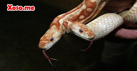 Mơ thấy rắn hai đầu