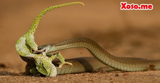 Mơ thấy bị rắn đuổi bắt