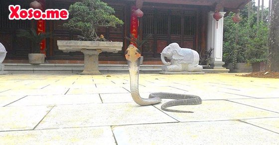 Mơ thấy rắn vào nhà