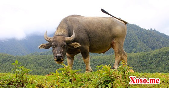 Mơ thấy con trâu
