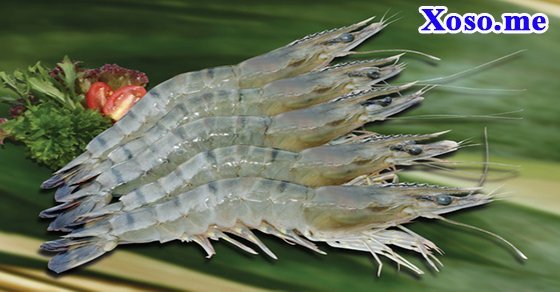 Mơ thấy con tôm