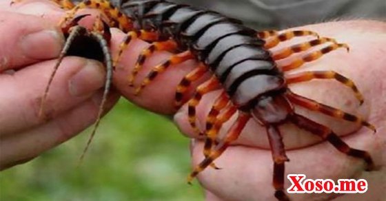 Ngủ mơ thấy rết cắn mình là điềm báo rằng sức khỏe của bạn sẽ ổn định