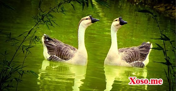 Mơ thấy một đôi ngỗng là tình yêu đến