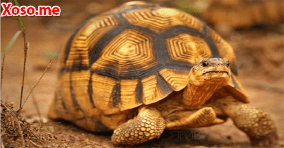 Điềm báo may mắn với giấc mơ rùa vàng