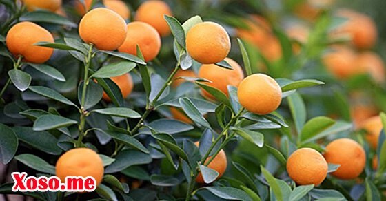 Mơ thấy quả quất