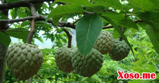 Mơ thấy quả na