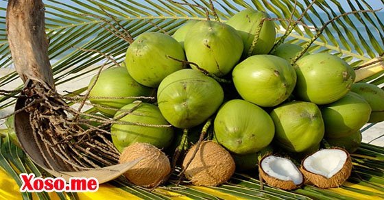Mơ thấy quả dừa thường là điềm báo về công danh