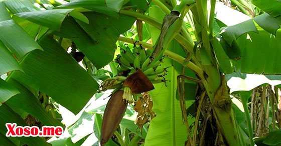 Mơ thấy cây chuối là có điềm báo tốt