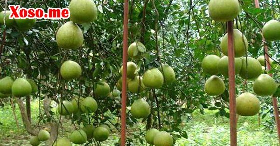 Mơ thấy quả bưởi