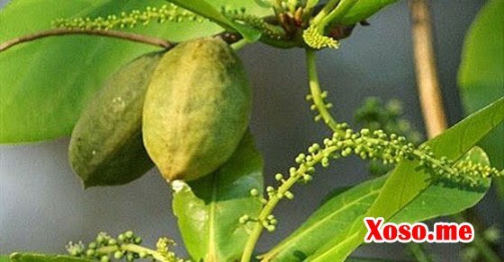 Mơ thấy quả bàng