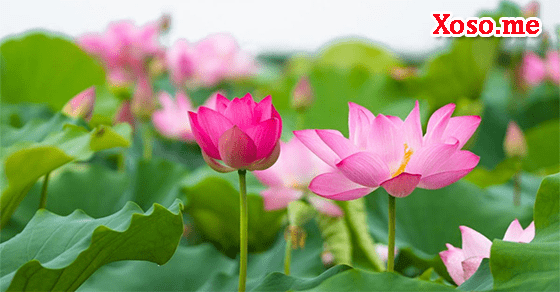 Mơ thấy hoa sen là một giấc mơ mang tới điềm lành Mơ thấy hoa sen là một giấc mơ mang tới điềm lành